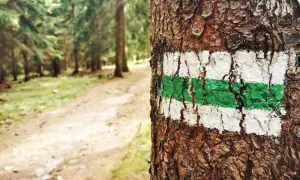 Zielony szlak górski, namalowany na korze drzewa, prowadzi przez las.