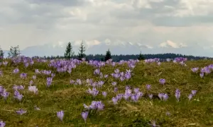 Łąka pełna fioletowych krokusów, a w tle majaczą ośnieżone szczyty gór. Wiosna w pełni, czuć gorc troszacki.