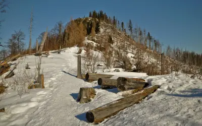Śnieg pokrywa szlak na Nosalu, gdzie leżą powalone pnie drzew.