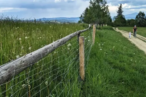 Spacerując po maciejowa szlak, podziwiamy łąkę pełną dmuchawców i malowniczy, drewniany płot.