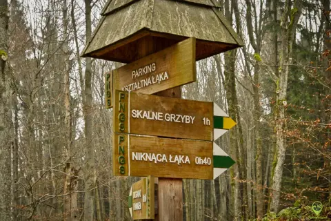 Drewniany drogowskaz w lesie wskazuje drogę do "SKALNE GRZYBY" i "NIKNĄCA ŁĄKA".