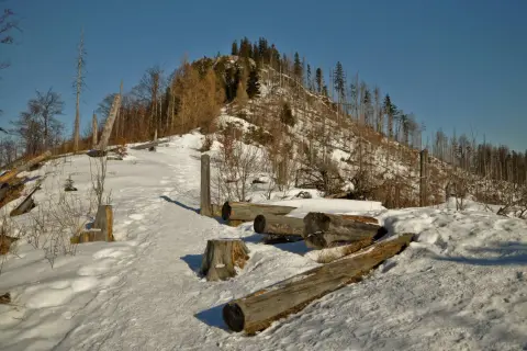 Śnieg pokrywa szlak na Nosalu, gdzie leżą powalone pnie drzew.