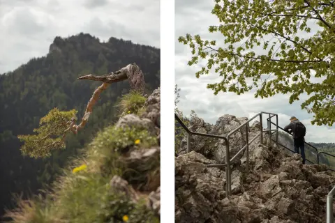 Widok na skaliste szlaki Pienin. Z lewej strony samotna sosna na skale, z prawej turysta podziwia panoramę.
