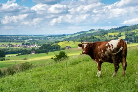 Brązowo-biała krowa na zielonym wzgórzu, w tle malowniczy krajobraz z wioską i lasami. Widok z przełęczy Snozka.