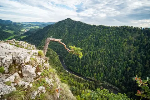 Widok z Sokolej Góry w Pieninach. Kręty potok płynie wśród gęstych lasów, a na pierwszym planie skaliste zbocze z samotną sosną.