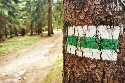 Zielony szlak górski, namalowany na korze drzewa, prowadzi przez las.