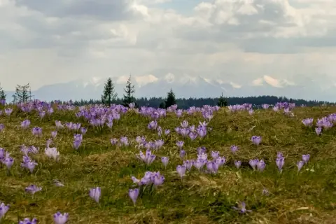 Łąka pełna fioletowych krokusów, a w tle majaczą ośnieżone szczyty gór. Wiosna w pełni, czuć gorc troszacki.