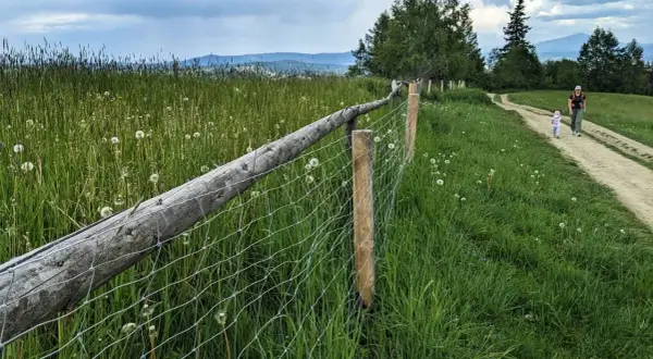 Spacerując po maciejowa szlak, podziwiamy łąkę pełną dmuchawców i malowniczy, drewniany płot.