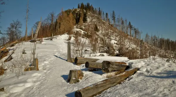 Śnieg pokrywa szlak na Nosalu, gdzie leżą powalone pnie drzew.