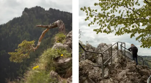 Widok na skaliste szlaki Pienin. Z lewej strony samotna sosna na skale, z prawej turysta podziwia panoramę.