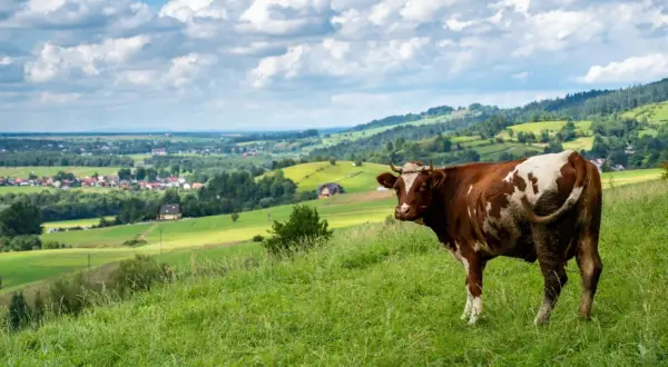 Brązowo-biała krowa na zielonym wzgórzu, w tle malowniczy krajobraz z wioską i lasami. Widok z przełęczy Snozka.