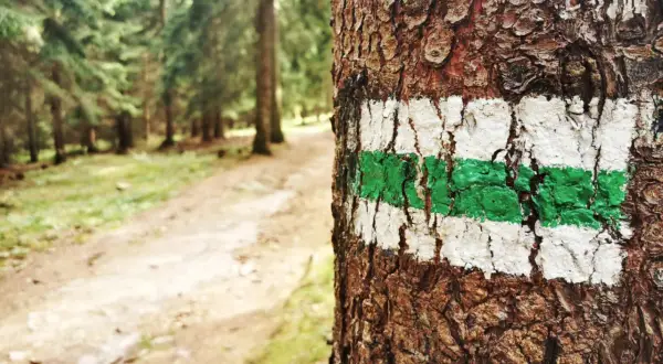 Zielony szlak górski, namalowany na korze drzewa, prowadzi przez las.