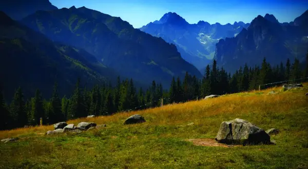 Malowniczy widok na Tatry, idealny na wiktorówki trasę. Góry, las i kamienie na trawiastym zboczu.