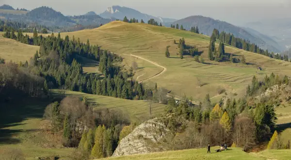 Wysokie Pieniny jesienią. Falujące zielone wzgórza, ścieżka wijąca się pośród drzew, a w oddali skaliste szczyty.