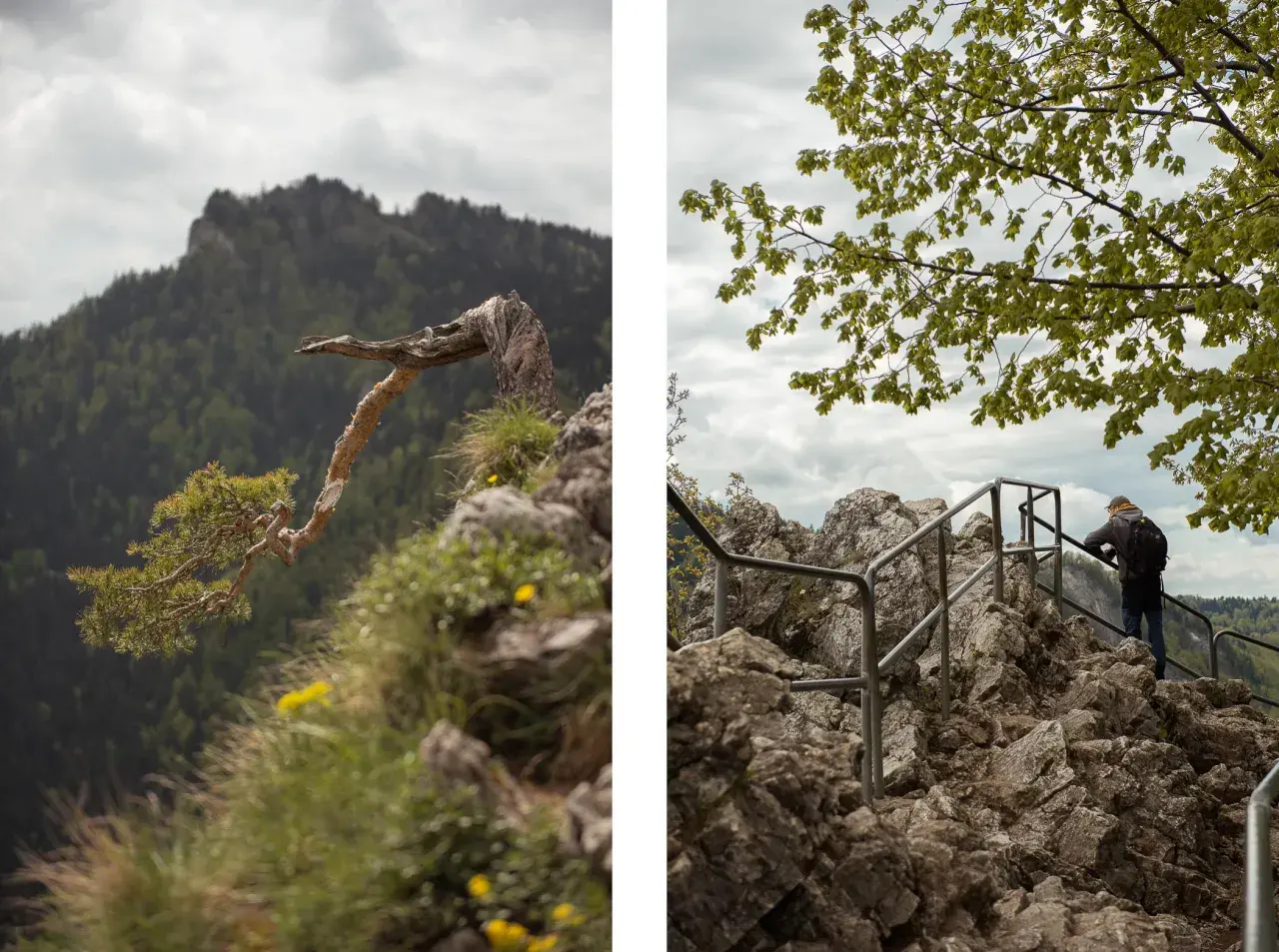 Widok na skaliste szlaki Pienin. Z lewej strony samotna sosna na skale, z prawej turysta podziwia panoramę.