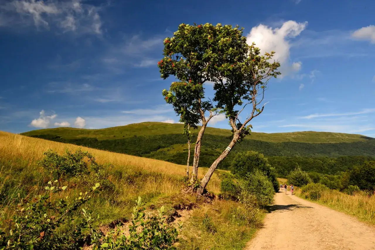 Słoneczna przełęcz wyżniańska z samotnym drzewem jarzębiny i grupą turystów na piaszczystej ścieżce.
