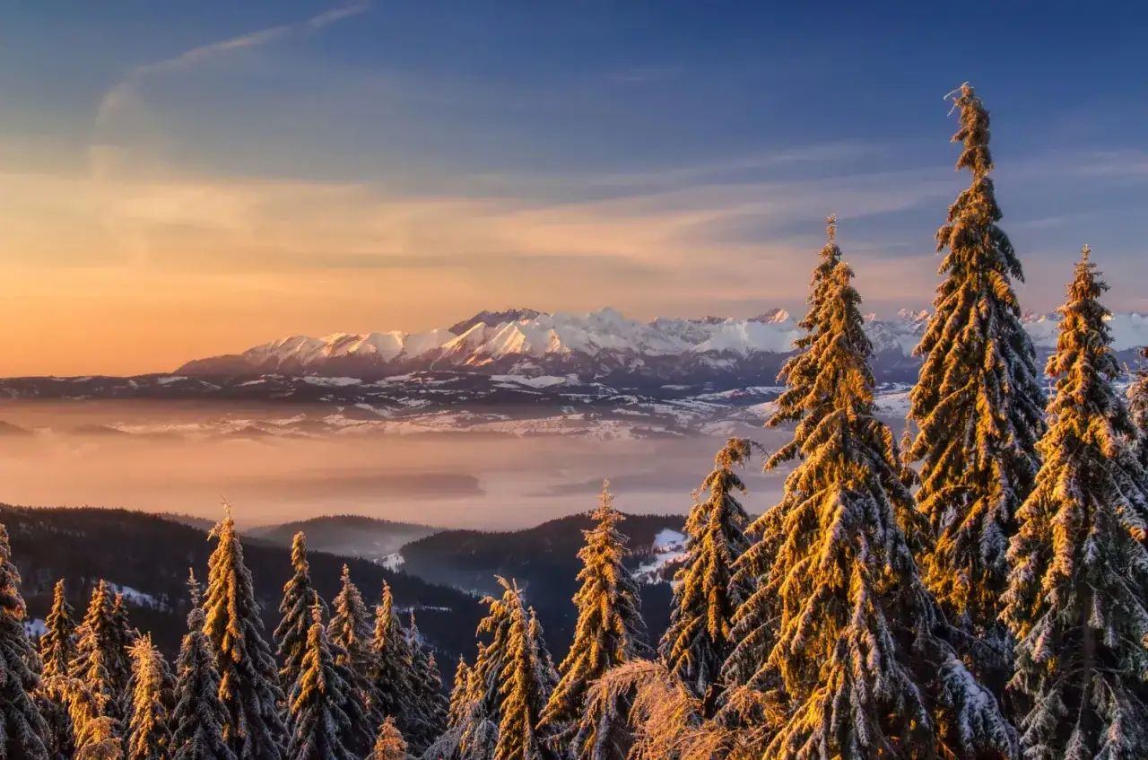 Zimowy poranek na Turbaczu z Koninek. Ośnieżone drzewa i Tatry w złotej poświacie słońca.