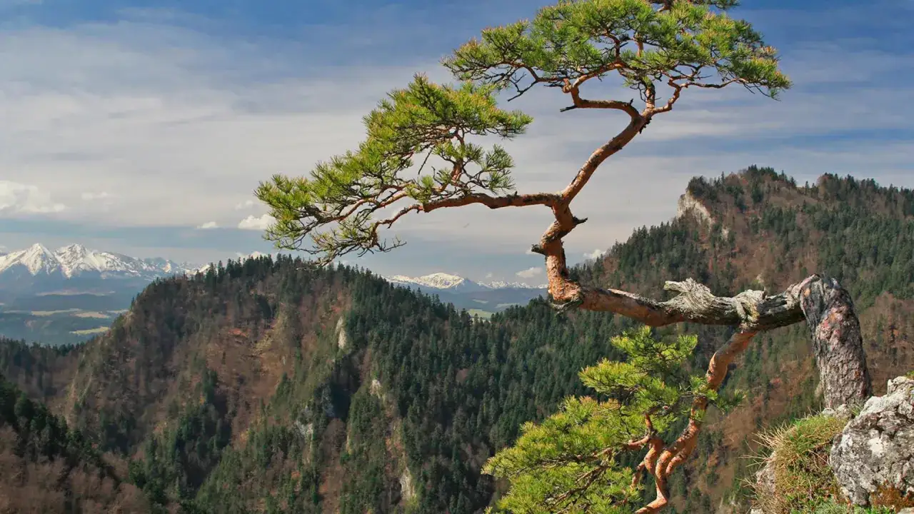 Sokolica w Pieninach, samotna sosna na skale, z widokiem na g&oacute;ry i Tatry w oddali.