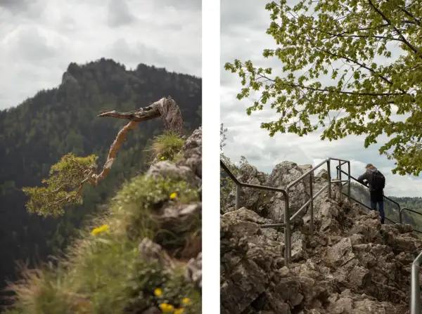 Widok na skaliste szlaki Pienin. Z lewej strony samotna sosna na skale, z prawej turysta podziwia panoramę.