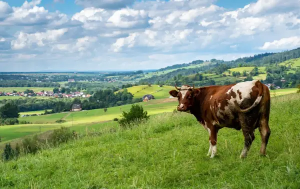 Brązowo-biała krowa na zielonym wzgórzu, w tle malowniczy krajobraz z wioską i lasami. Widok z przełęczy Snozka.