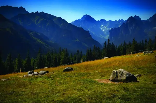 Malowniczy widok na Tatry, idealny na wiktorówki trasę. Góry, las i kamienie na trawiastym zboczu.